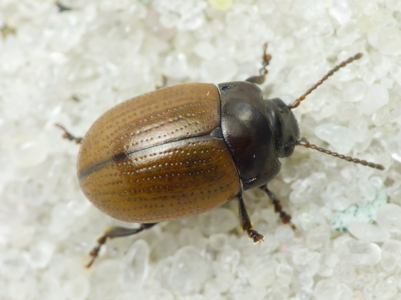 Chrysolina reitteri (Weise, 1884)